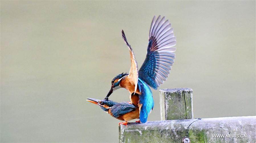 CHINA-FUJIAN-KINGFISHERS (CN)