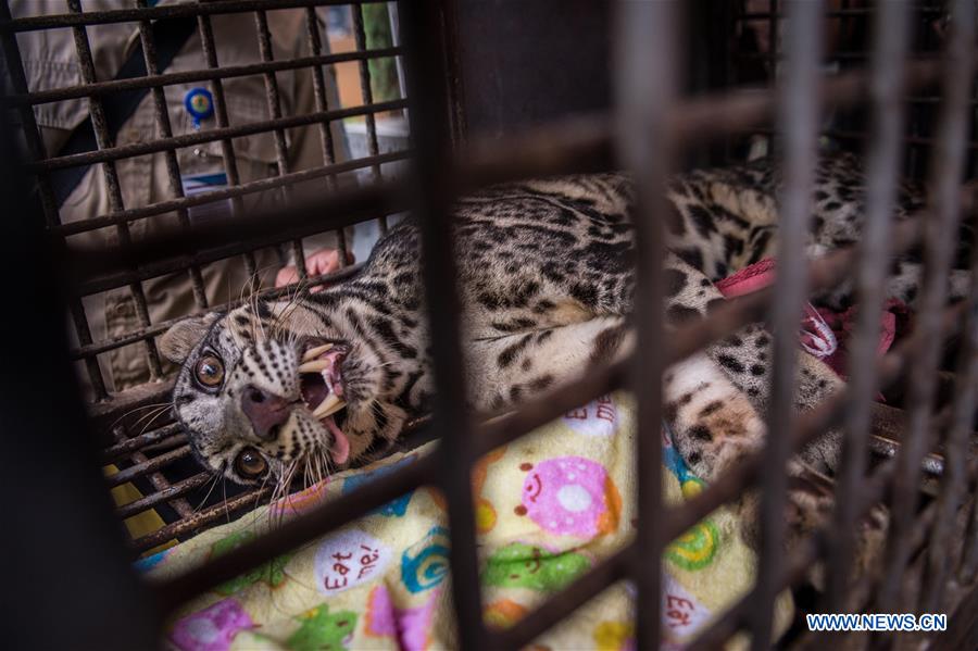 INDONESIA-JAKARTA-WILD ANIMAL