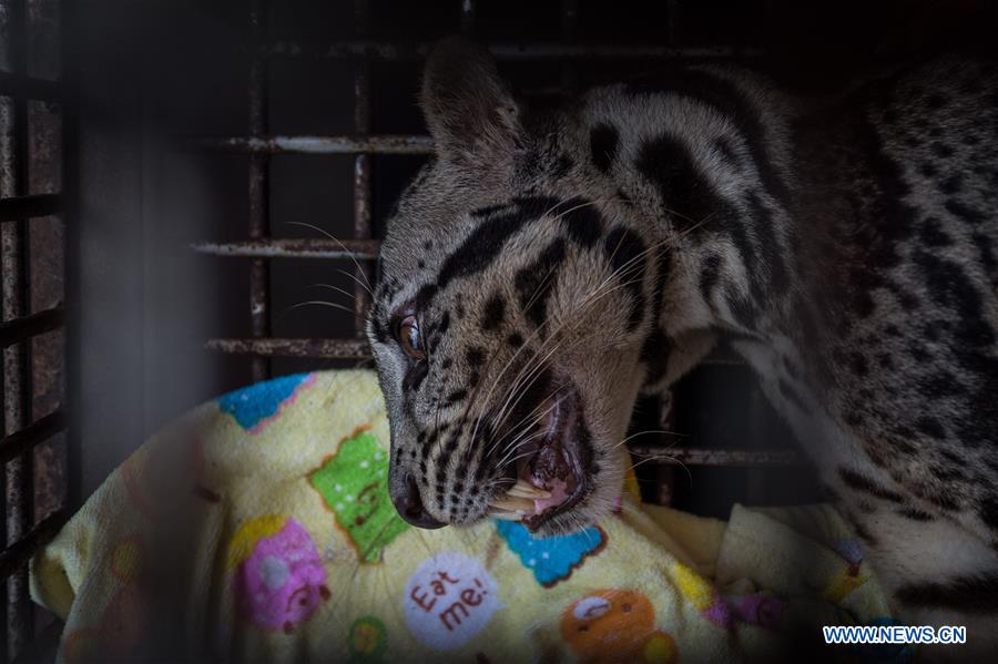 INDONESIA-JAKARTA-WILD ANIMAL