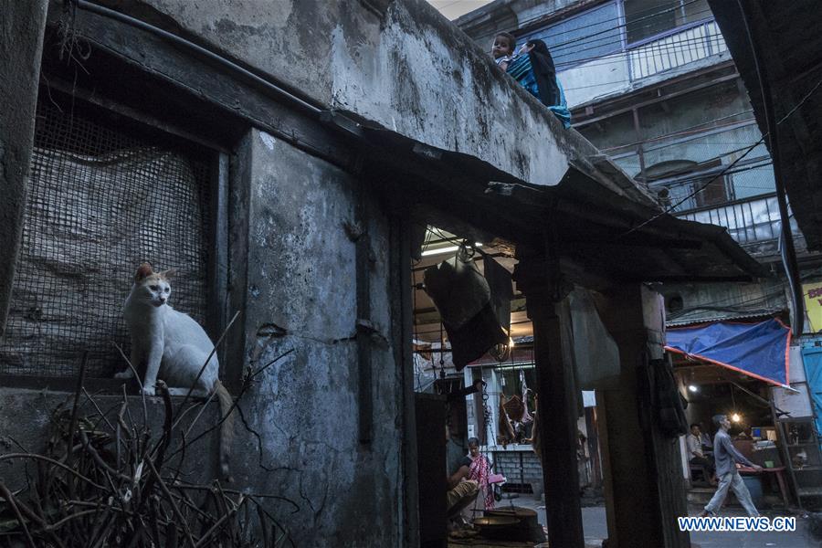 INDIA-KOLKATA-WORLD STRAY ANIMAL DAY