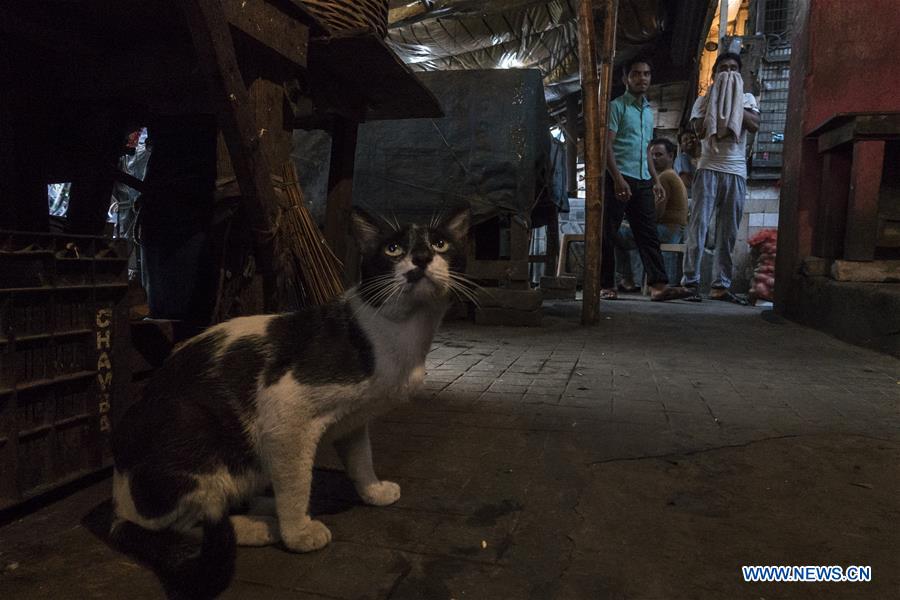 INDIA-KOLKATA-WORLD STRAY ANIMAL DAY
