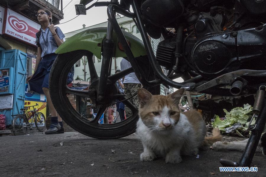 INDIA-KOLKATA-WORLD STRAY ANIMAL DAY