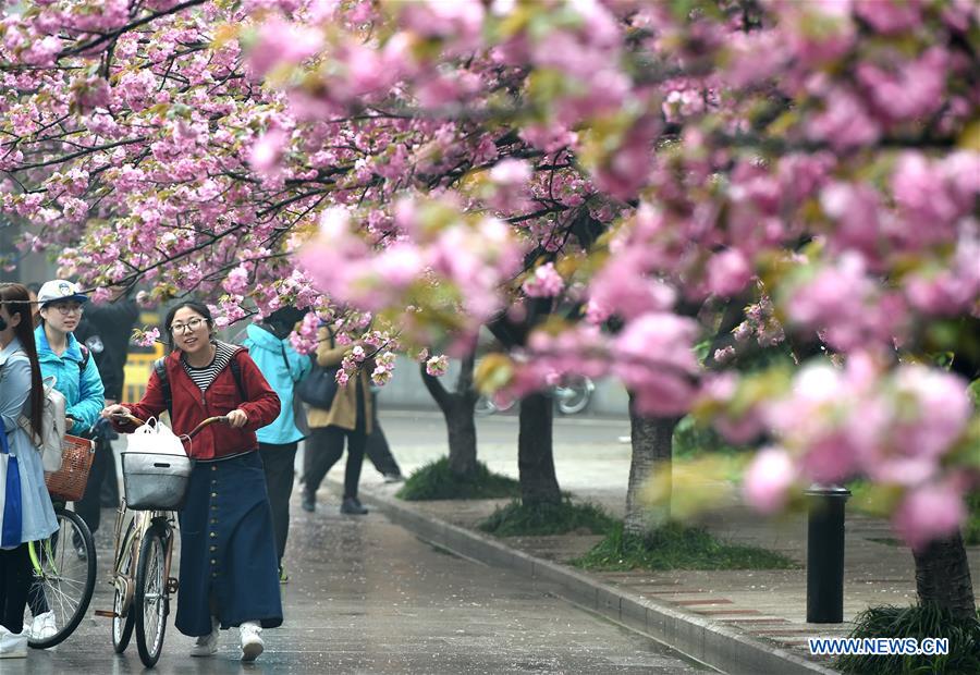 CHINA-ANHUI-CHERRY FLOWERS (CN)