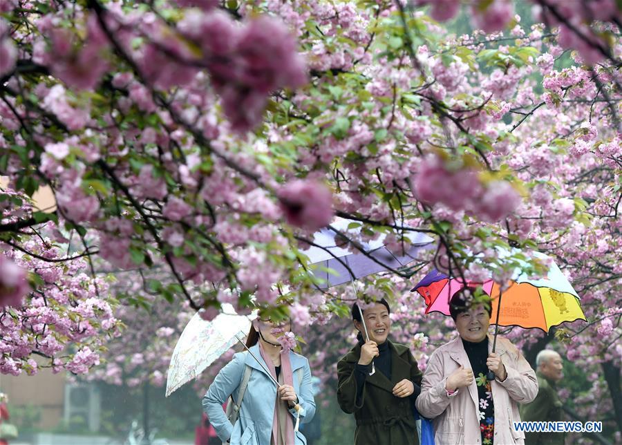 CHINA-ANHUI-CHERRY FLOWERS (CN)