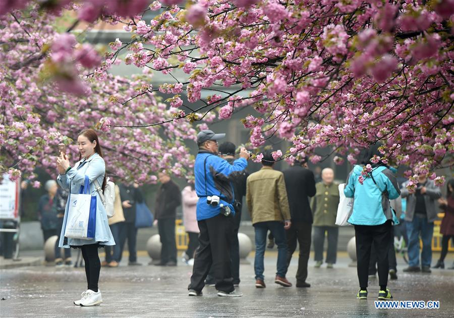 CHINA-ANHUI-CHERRY FLOWERS (CN)