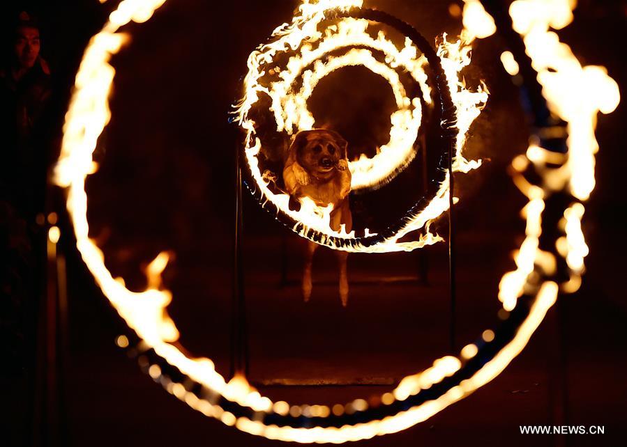#CHINA-GUANGDONG-POLICE DOG-NIGHT TRAINING (CN)