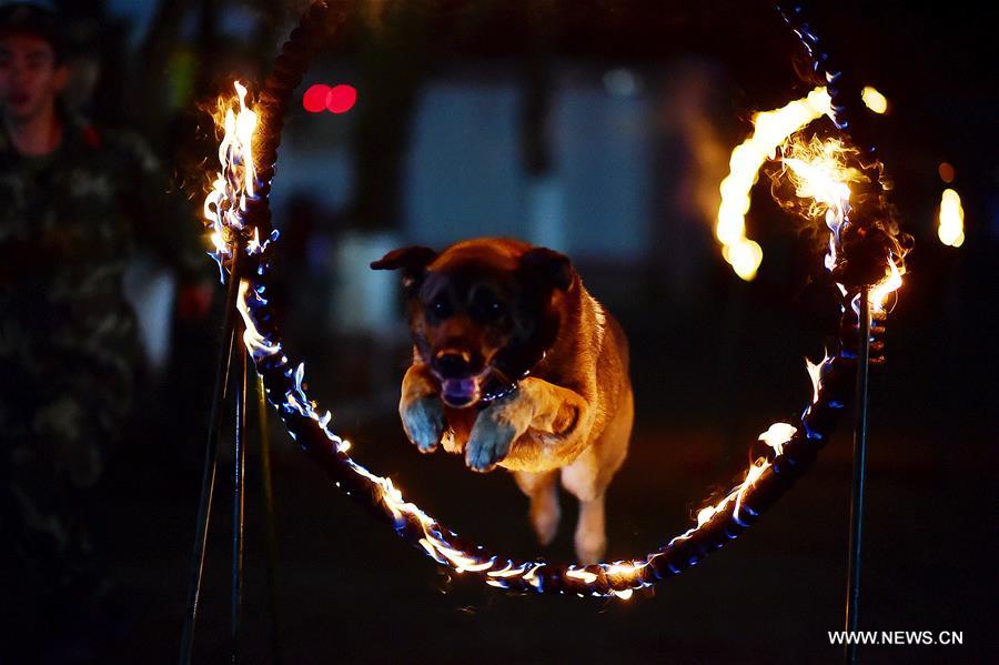 #CHINA-GUANGDONG-POLICE DOG-NIGHT TRAINING (CN)