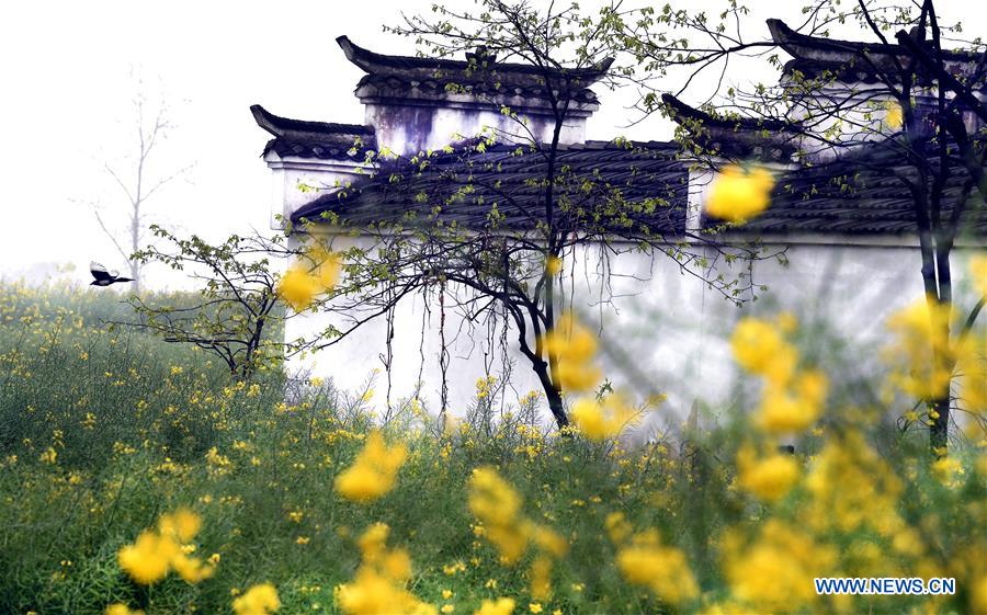 CHINA-ANHUI-SPRING SCENERY (CN)
