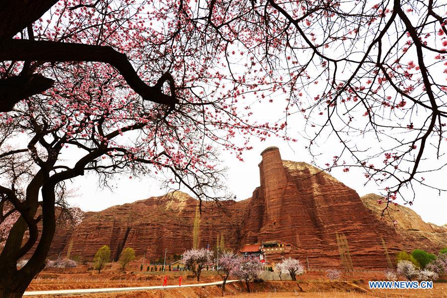 #CHINA-GANSU-APRICOT BLOSSOM (CN)