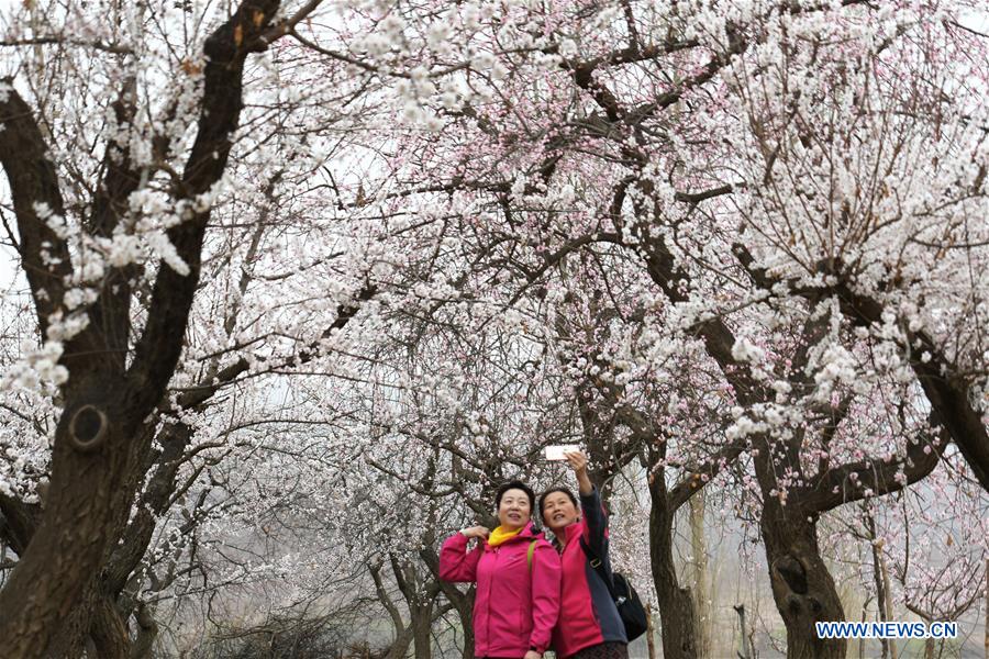 #CHINA-GANSU-APRICOT BLOSSOM (CN)