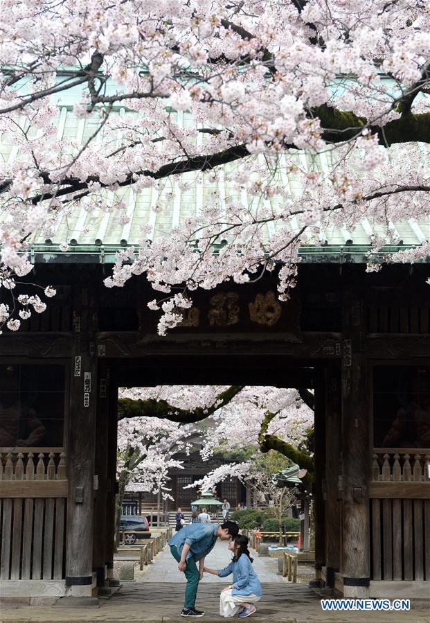 JAPAN-TOKYO-CHERRY BLOSSOMS
