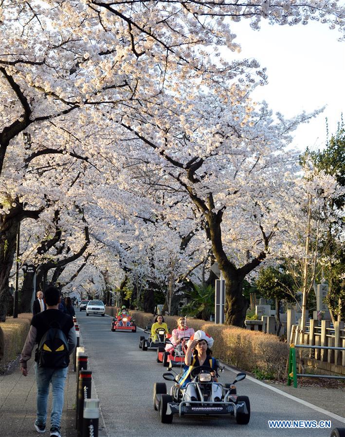 JAPAN-TOKYO-CHERRY BLOSSOMS