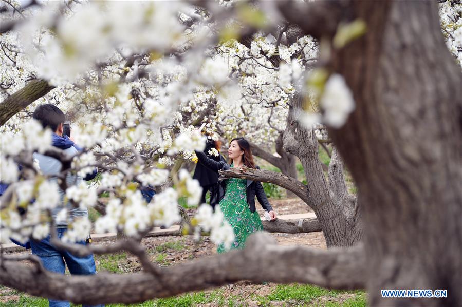 CHINA-SHANDONG-PEAR FLOWER (CN)