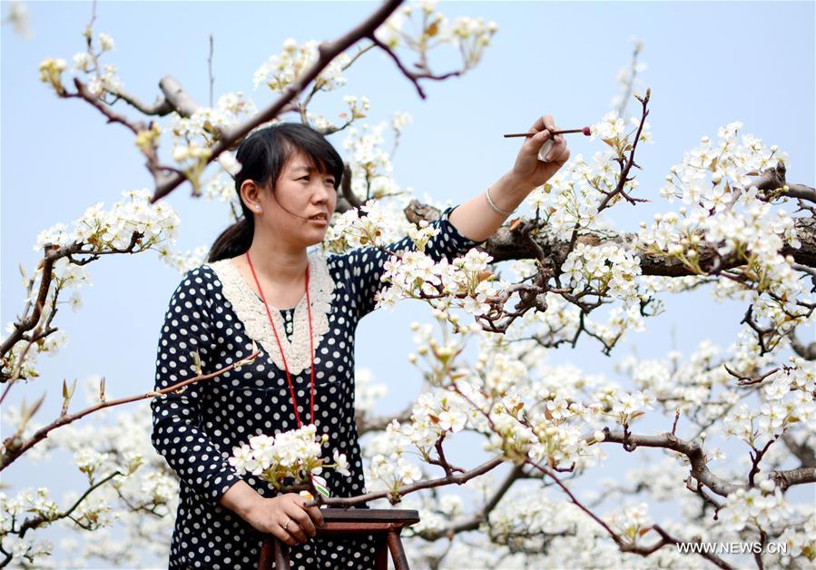 CHINA-HEBEI-FARMING-ORCHARD-POLLINATION (CN)