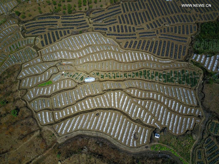 CHINA-GUIZHOU-FARMLAND-AERIAL (CN)