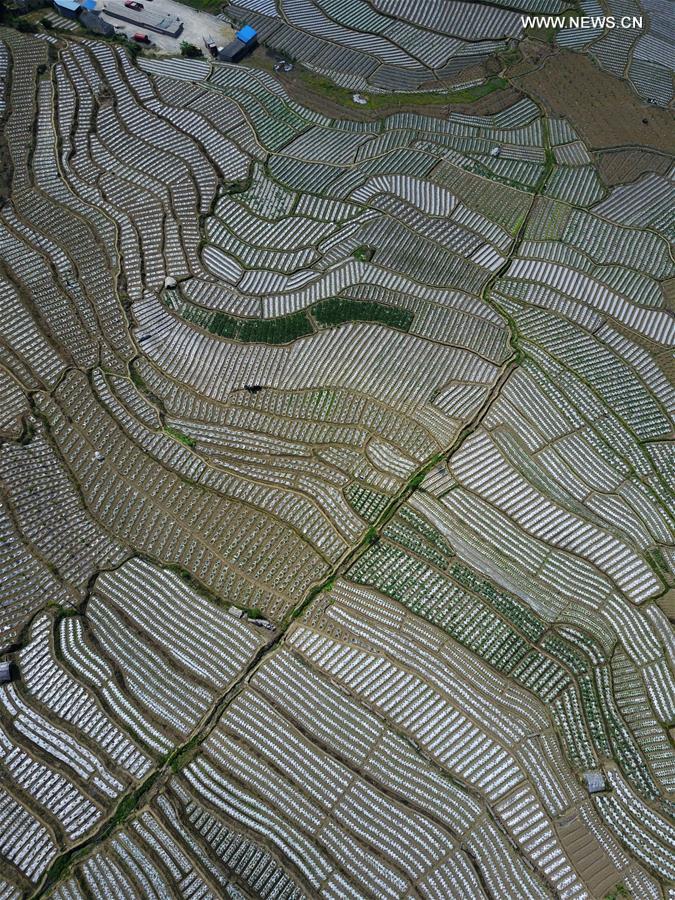 CHINA-GUIZHOU-FARMLAND-AERIAL (CN)