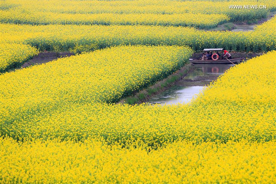 #CHINA-XINGHUA-COLE FLOWERS(CN)