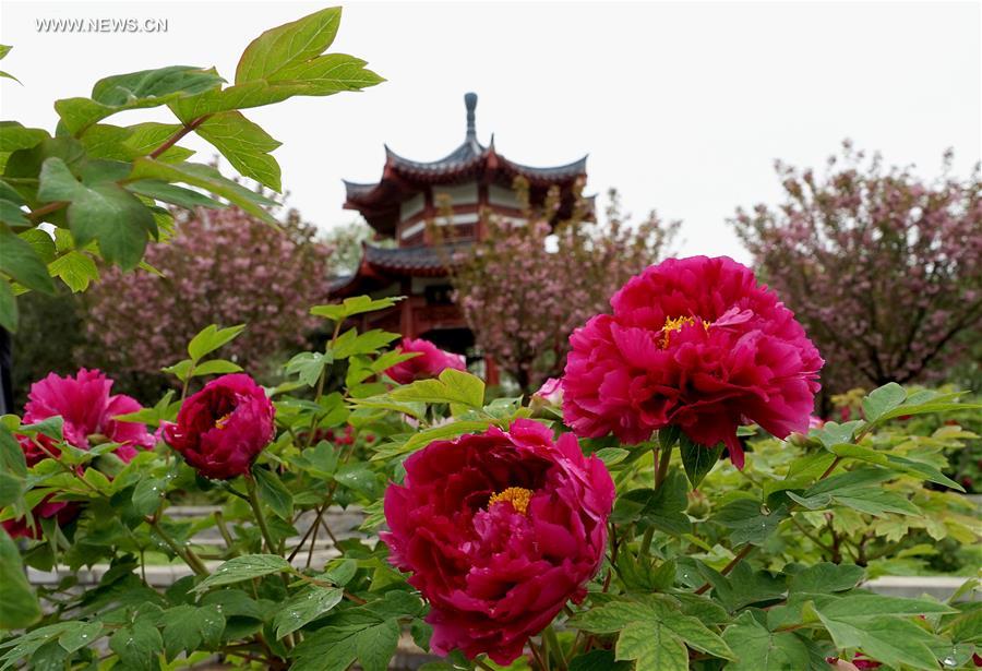 CHINA-HENAN-LUOYANG-FLOWERS(CN)