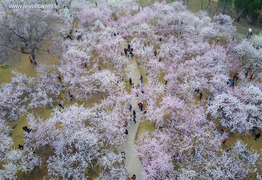 CHINA-INNER MONGOLIA-PEACH BLOSSOM (CN)