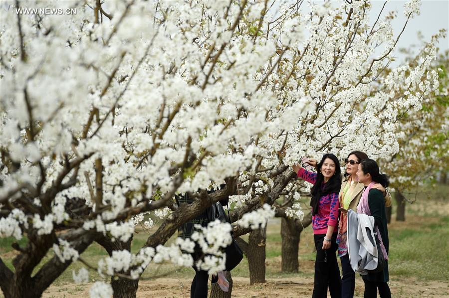 CHINA-BEIJING-PEAR BLOSSOMS (CN)