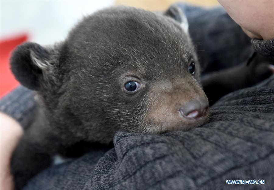 CHINA-ANHUI-HEFEI-BEAR CUBS (CN)