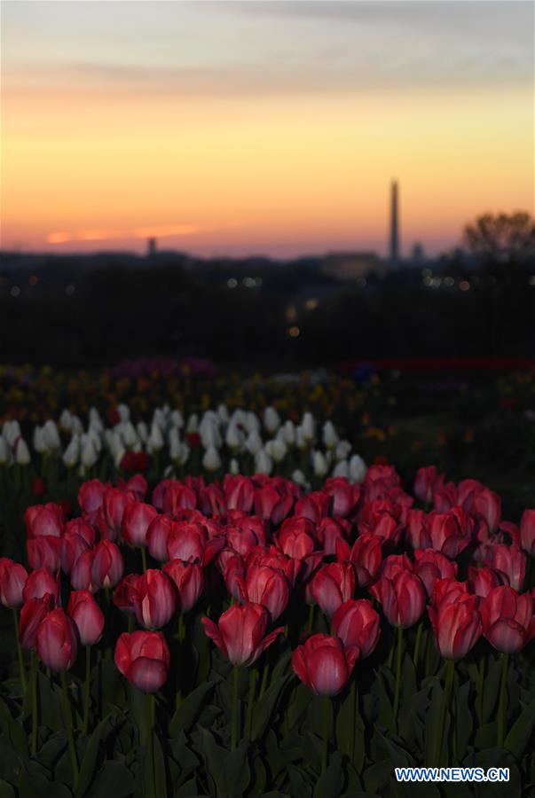 U.S.-WASHINGTON D.C.-SUNRISE