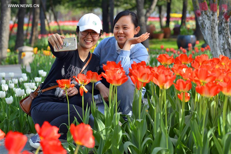 #CHINA-HEBEI-TULIP FLOWERS (CN)
