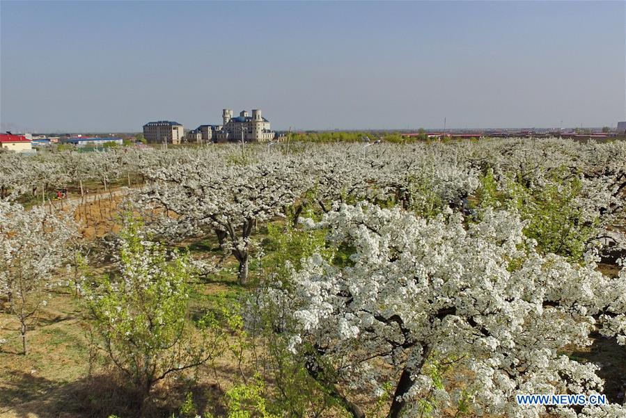 CHINA-HEBEI-PEAR BLOSSOM (CN)