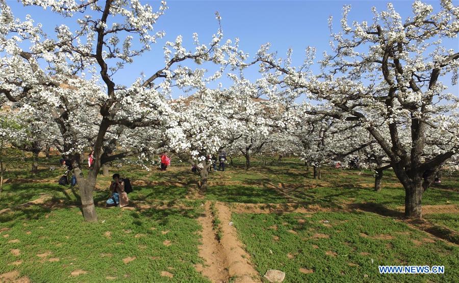 CHINA-HEBEI-PEAR BLOSSOM (CN)