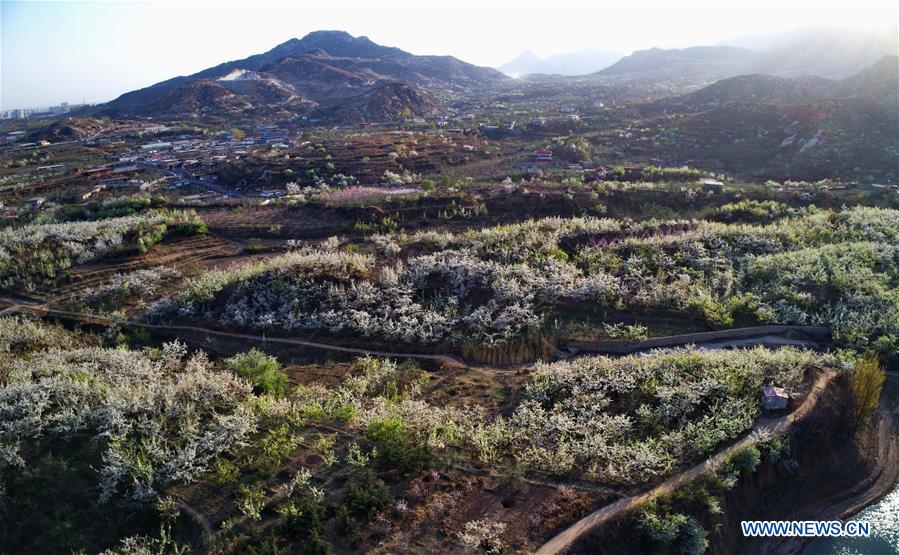 CHINA-HEBEI-PEAR BLOSSOM (CN)
