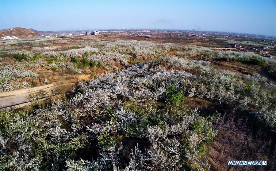 CHINA-HEBEI-PEAR BLOSSOM (CN)