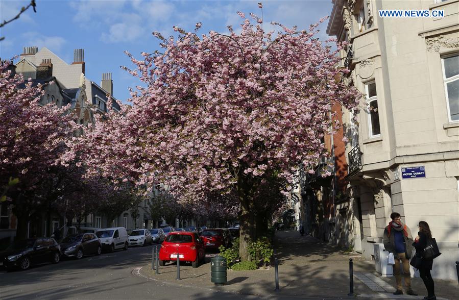 BELGIUM-BRUSSELS-CHERRY BLOSSOM