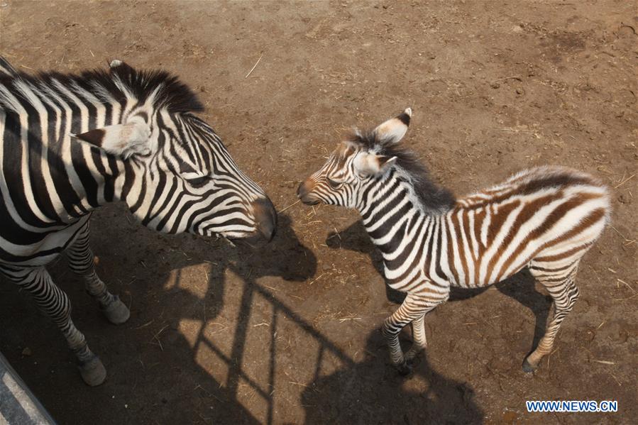 #CHINA-SHANDONG-NEWBORN ZEBRA (CN)