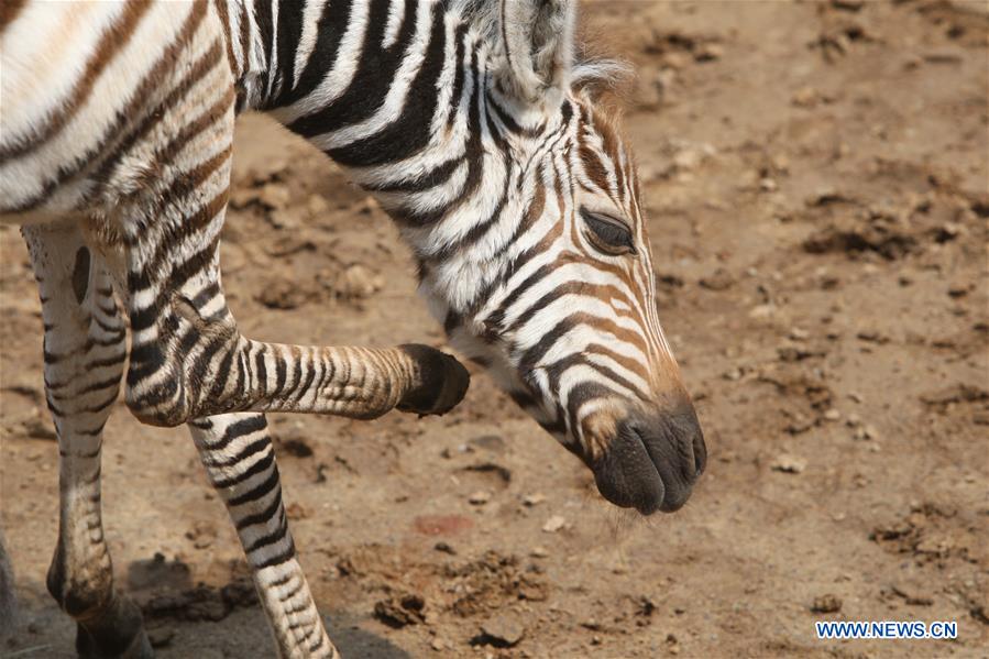 #CHINA-SHANDONG-NEWBORN ZEBRA (CN)