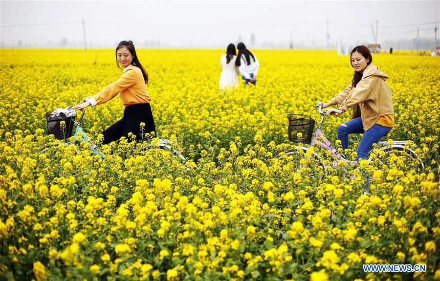 CHINA-HEBEI-ANPING-RAPESEED FLOWERS (CN)