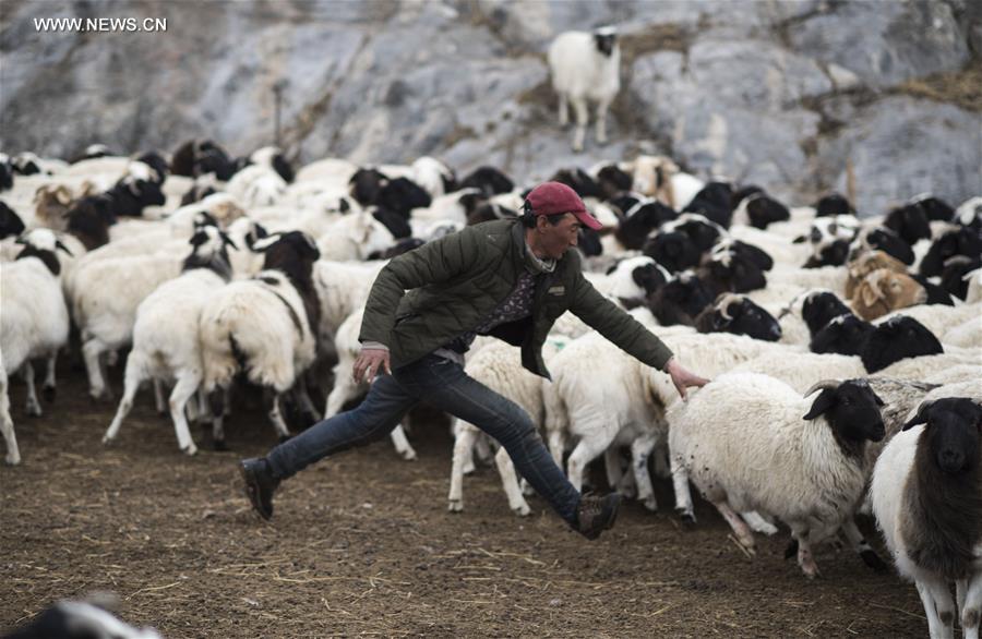 CHINA-XINJIANG-HEJING-BAYAN BULAG GRASSLAND-BREEDING SEASON (CN)