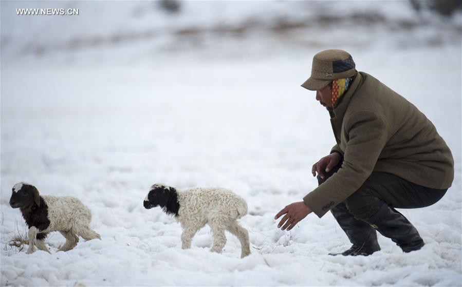 CHINA-XINJIANG-HEJING-BAYAN BULAG GRASSLAND-BREEDING SEASON (CN)