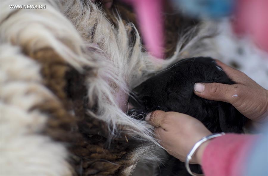CHINA-XINJIANG-HEJING-BAYAN BULAG GRASSLAND-BREEDING SEASON (CN)