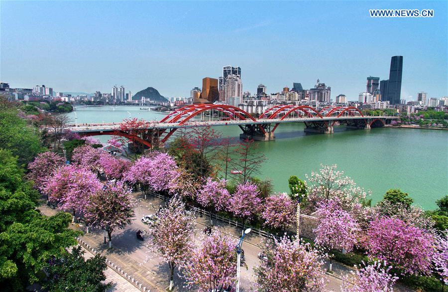 CHINA-GUANGXI-LIUZHOU-BLOSSOM SEASON (CN)
