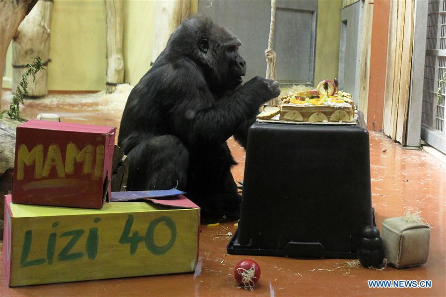 HUNGARY-BUDAPEST-GORILLA-BIRTHDAY