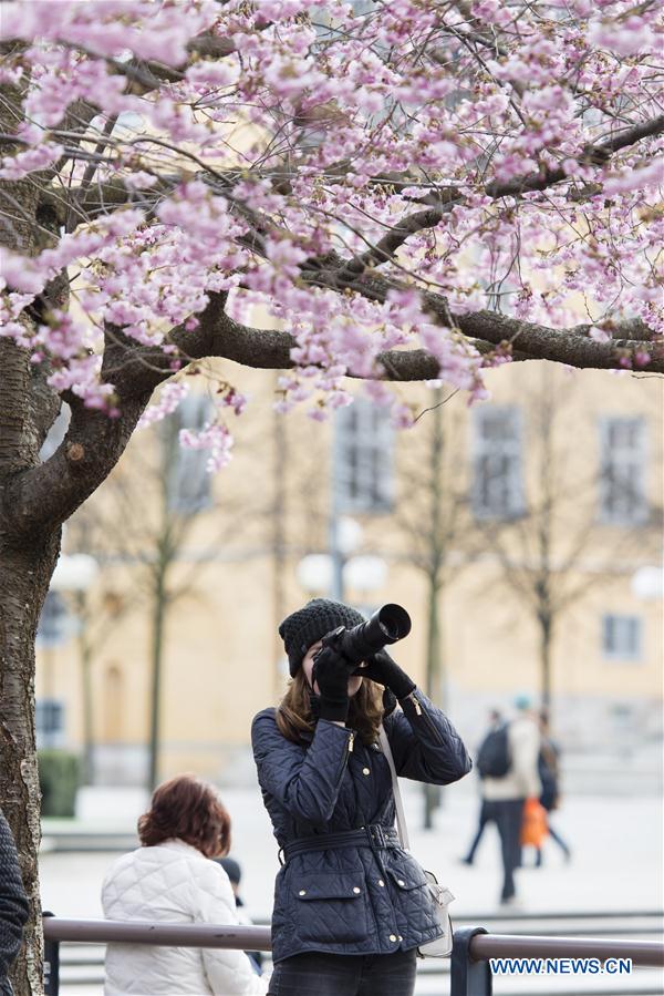 SWEDEN-STOCKHOLM-CHERRY BLOSSOM 