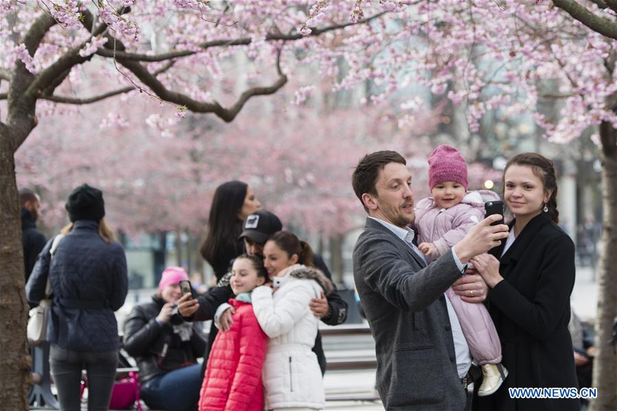 SWEDEN-STOCKHOLM-CHERRY BLOSSOM 