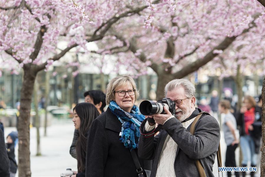 SWEDEN-STOCKHOLM-CHERRY BLOSSOM 