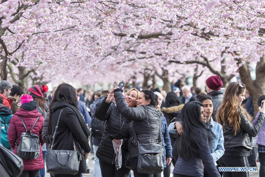 SWEDEN-STOCKHOLM-CHERRY BLOSSOM 