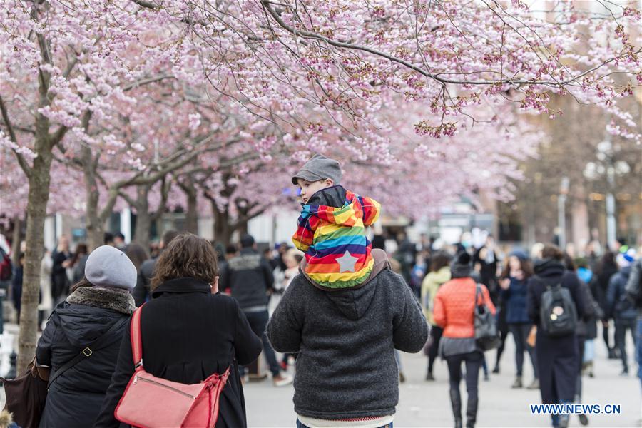SWEDEN-STOCKHOLM-CHERRY BLOSSOM 