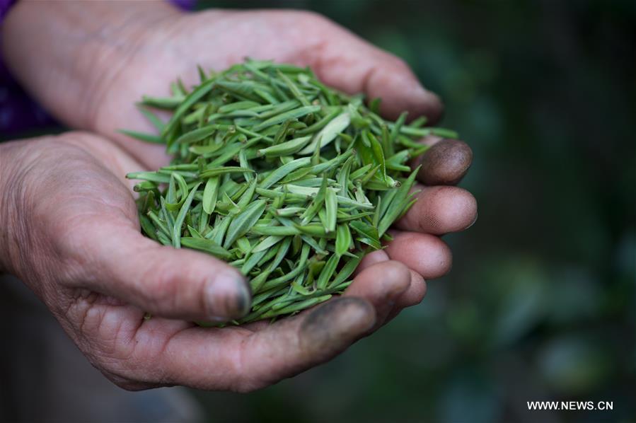 CHINA-FUJIAN-WUYI MOUNTAIN-BLACK TEA (CN)