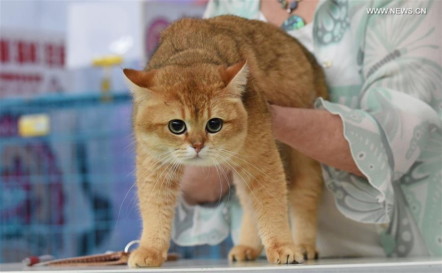 CHINA-LIAONING-SHENYANG-CAT SHOW (CN)