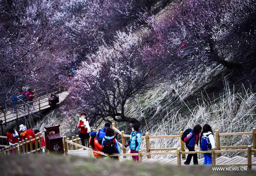 CHINA-XINJIANG-TURGEN-APRICOT BLOSSOM (CN)