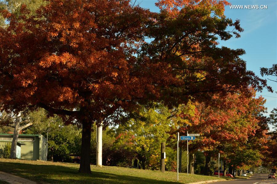 AUSTRALIA-CANBERRA-AUTUMN