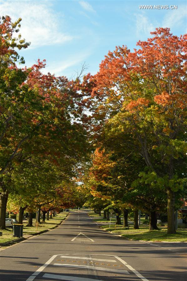 AUSTRALIA-CANBERRA-AUTUMN